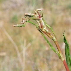 Rumex brownii (Slender Dock) at Kuringa Woodlands - 25 Oct 2023 by trevorpreston