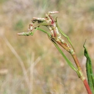 Rumex brownii at Fraser, ACT - 25 Oct 2023