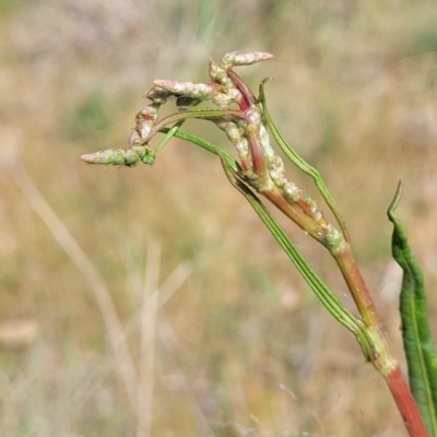 Rumex brownii (Slender Dock) at Kuringa Woodlands - 25 Oct 2023 by trevorpreston