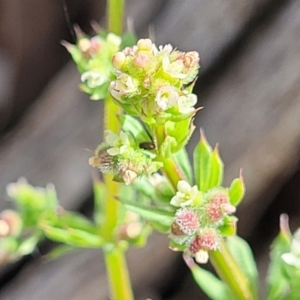 Galium aparine at Fraser, ACT - 25 Oct 2023