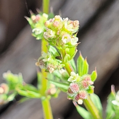 Galium aparine (Goosegrass, Cleavers) at Fraser, ACT - 25 Oct 2023 by trevorpreston