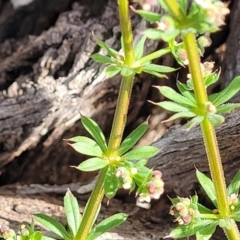 Galium aparine at Fraser, ACT - 25 Oct 2023