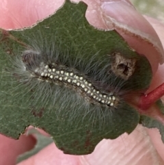 Uraba lugens (Gumleaf Skeletonizer) at Yarralumla, ACT - 25 Oct 2023 by lbradley