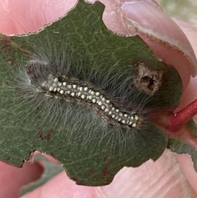 Uraba lugens (Gumleaf Skeletonizer) at Yarralumla, ACT - 25 Oct 2023 by lbradley