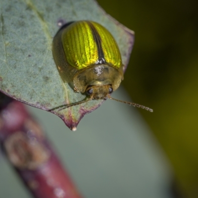 Paropsisterna hectica (A leaf beetle) at Rendezvous Creek, ACT - 18 Oct 2023 by trevsci
