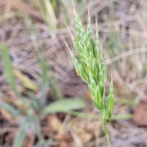 Bromus hordeaceus at Fraser, ACT - 25 Oct 2023