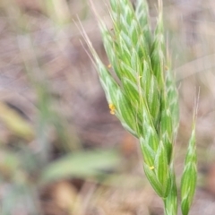 Bromus hordeaceus at Fraser, ACT - 25 Oct 2023