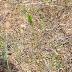 Bromus hordeaceus at Fraser, ACT - 25 Oct 2023