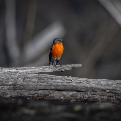 Petroica phoenicea (Flame Robin) at Namadgi National Park - 19 Oct 2023 by trevsci