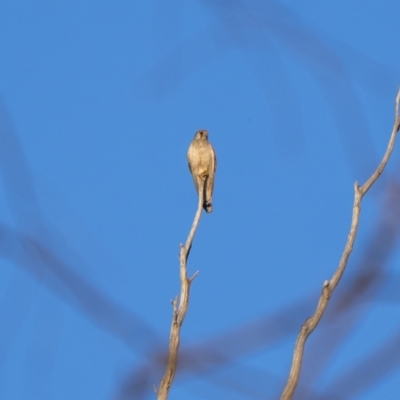 Falco cenchroides (Nankeen Kestrel) at Namadgi National Park - 19 Oct 2023 by trevsci