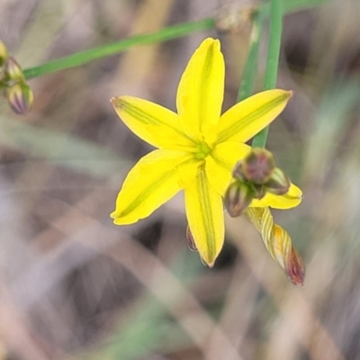Tricoryne elatior (Yellow Rush Lily) at Kuringa Woodlands - 25 Oct 2023 by trevorpreston