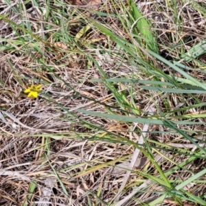 Tricoryne elatior at Fraser, ACT - 25 Oct 2023 03:56 PM