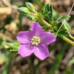 Geranium retrorsum (Grassland Cranesbill) at Fraser, ACT - 25 Oct 2023 by trevorpreston