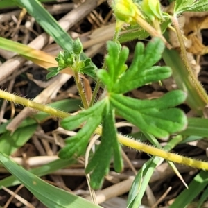 Geranium retrorsum at Fraser, ACT - 25 Oct 2023 03:54 PM