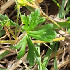 Geranium retrorsum at Fraser, ACT - 25 Oct 2023 03:54 PM