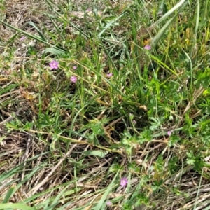 Geranium retrorsum at Fraser, ACT - 25 Oct 2023 03:54 PM