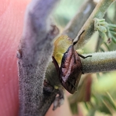 Chaetophyes compacta (Tube spittlebug) at Fraser, ACT - 25 Oct 2023 by trevorpreston