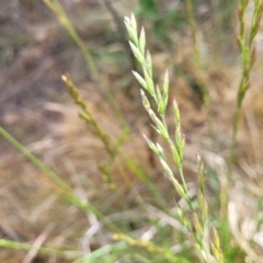 Lolium arundinaceum (Tall Fescue) at Kuringa Woodlands - 25 Oct 2023 by trevorpreston
