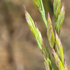 Lolium arundinaceum at Fraser, ACT - 25 Oct 2023