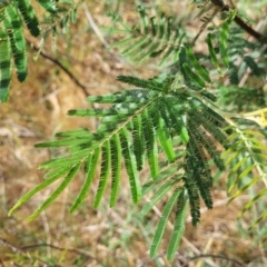Acacia mearnsii (Black Wattle) at Fraser, ACT - 25 Oct 2023 by trevorpreston