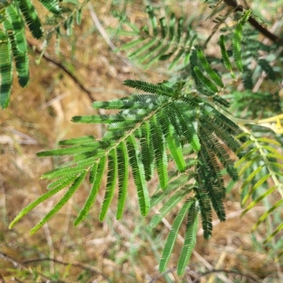 Acacia mearnsii (Black Wattle) at Fraser, ACT - 25 Oct 2023 by trevorpreston