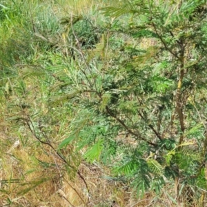 Acacia mearnsii at Fraser, ACT - 25 Oct 2023