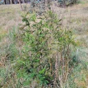 Acacia mearnsii at Fraser, ACT - 25 Oct 2023 03:49 PM