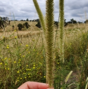 Cenchrus macrourus at Stromlo, ACT - 25 Oct 2023