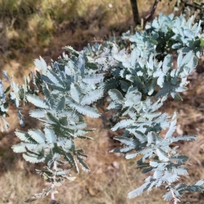 Acacia baileyana (Cootamundra Wattle, Golden Mimosa) at Fraser, ACT - 25 Oct 2023 by trevorpreston