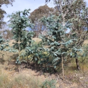 Acacia baileyana at Fraser, ACT - 25 Oct 2023 03:48 PM