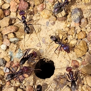 Iridomyrmex purpureus at Fraser, ACT - 25 Oct 2023