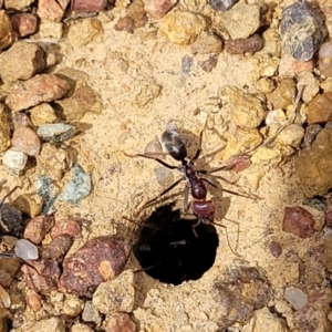 Iridomyrmex purpureus at Fraser, ACT - 25 Oct 2023