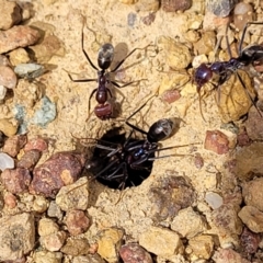 Iridomyrmex purpureus at Fraser, ACT - 25 Oct 2023 03:47 PM