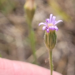 Vittadinia muelleri (Narrow-leafed New Holland Daisy) at Kuringa Woodlands - 25 Oct 2023 by trevorpreston