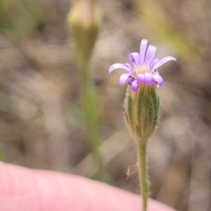 Vittadinia muelleri at Fraser, ACT - 25 Oct 2023