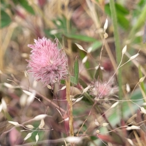 Trifolium arvense at Fraser, ACT - 25 Oct 2023