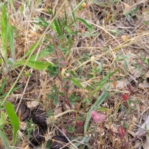 Trifolium arvense at Fraser, ACT - 25 Oct 2023