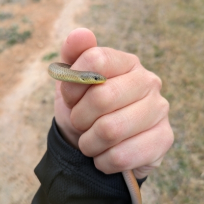 Delma inornata (Olive Legless-lizard) at Lyneham, ACT - 25 Oct 2023 by citycritters