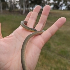 Delma inornata at Lyneham, ACT - 25 Oct 2023