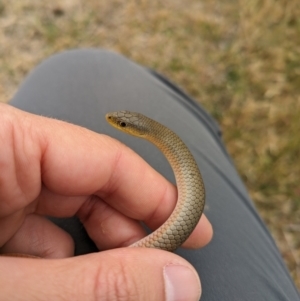 Delma inornata at Lyneham, ACT - 25 Oct 2023