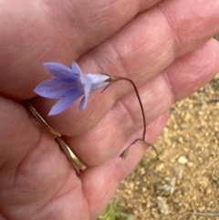 Wahlenbergia capillaris (Tufted Bluebell) at Belconnen, ACT - 25 Oct 2023 by lbradley