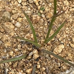 Wahlenbergia capillaris at Yarralumla, ACT - 25 Oct 2023 05:06 PM