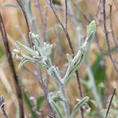 Vittadinia gracilis (New Holland Daisy) at Kuringa Woodlands - 25 Oct 2023 by trevorpreston