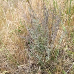 Vittadinia gracilis at Fraser, ACT - 25 Oct 2023