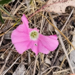 Convolvulus angustissimus subsp. angustissimus at Fraser, ACT - 25 Oct 2023