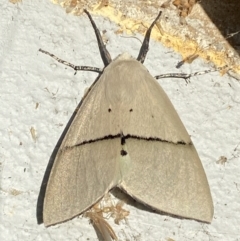 Gastrophora henricaria (Fallen-bark Looper, Beautiful Leaf Moth) at Mitchell, ACT - 24 Oct 2023 by SteveBorkowskis