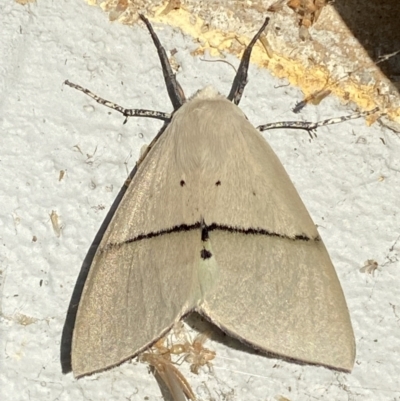 Gastrophora henricaria (Fallen-bark Looper, Beautiful Leaf Moth) at Mitchell, ACT - 25 Oct 2023 by SteveBorkowskis