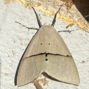 Gastrophora henricaria at Mitchell, ACT - 25 Oct 2023 07:28 AM