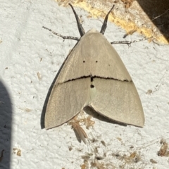 Gastrophora henricaria at Mitchell, ACT - 25 Oct 2023 07:28 AM