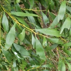 Acacia melanoxylon (Blackwood) at Fraser, ACT - 25 Oct 2023 by trevorpreston
